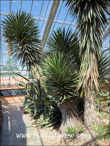 Spanish Dagger Yucca (Yucca treculeana)